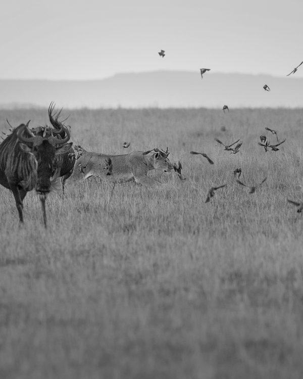 Lioness launches a hunt in Maasai Mara captured on Photo Safari with ClementWild