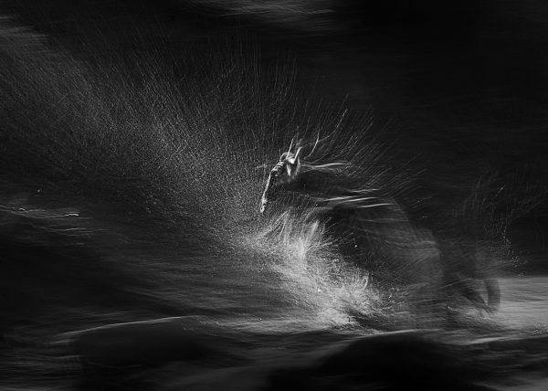 Panning shot of wildebeest crossing Mara River captured by ClementWIld