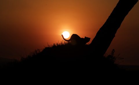 Cheetahs tail around the rising sun as photographed by Clement Wild