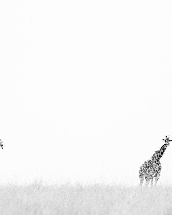 Giraffes stand tall in the savannah as photographed by ClementWIld