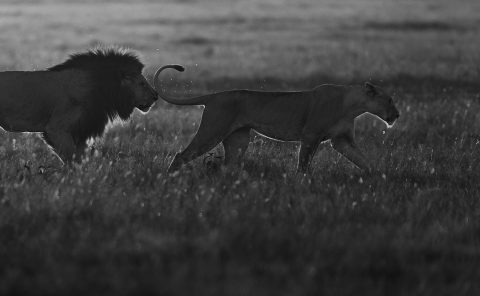 Lion follows lioness during mating ritual as captured by ClementWild in Maasai Mara