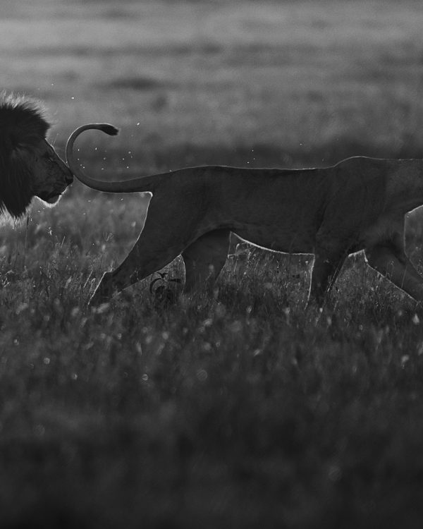 Lion follows lioness during mating ritual as captured by ClementWild in Maasai Mara