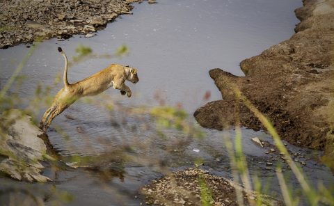 Lioness jumps across a river photographed while on photo safari with Clement Kiragu