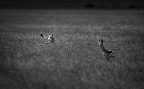 Cheetah on the hunt as photographer by Clement Kiragu