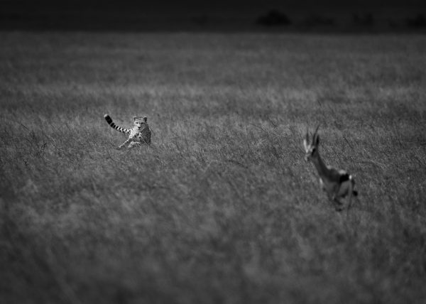 Cheetah on the hunt as photographer by Clement Kiragu