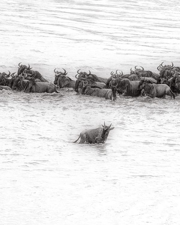 Wildebeest goes opposite side of the rest of the herd in Mara Rivers crossing