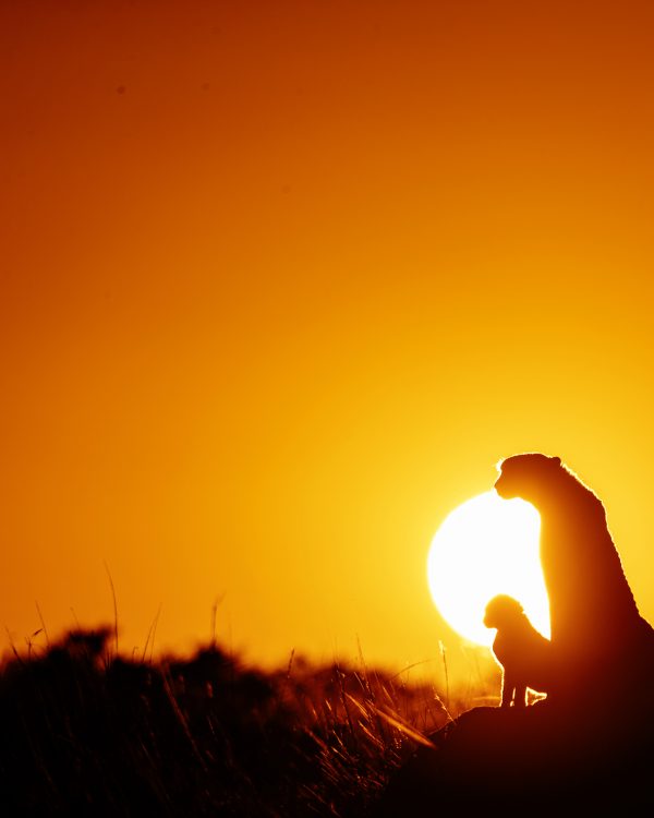 Kweli the cheetah stands on a mount at sunrise with her 2 cubs as captured by ClementWild on photo safari