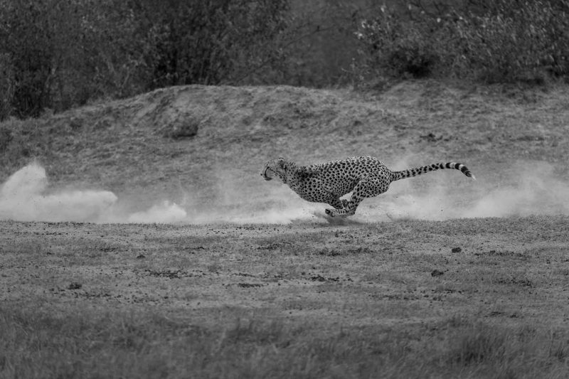 ClementWild, cheetah hunting