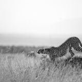 ClementWild, Cheetah stalking