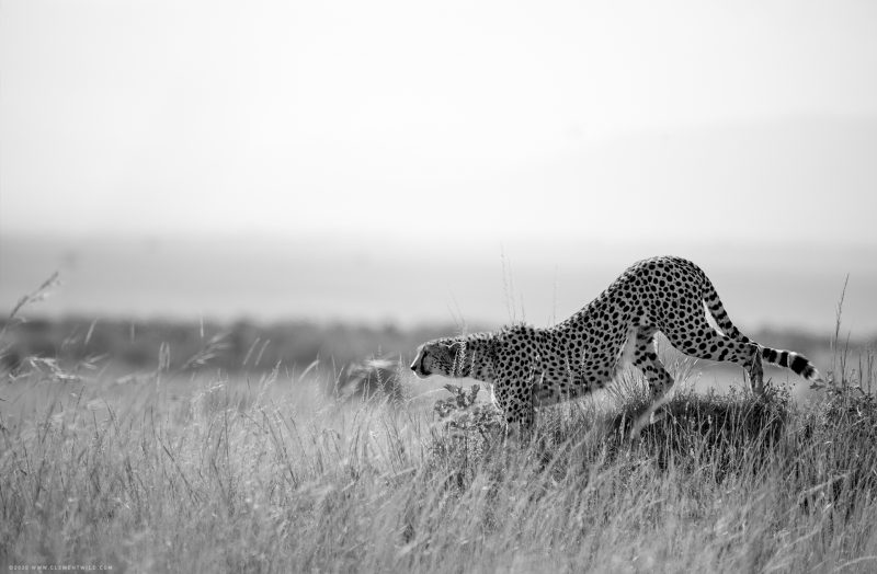 ClementWild, Cheetah stalking