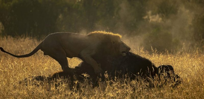 ClementWild, Male Lion hunting